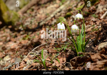 Il simbolo del fiocco di neve di primavera Foto Stock