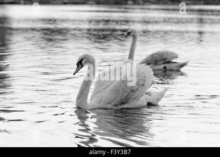 In Swan il bellissimo tramonto sul lago Foto Stock