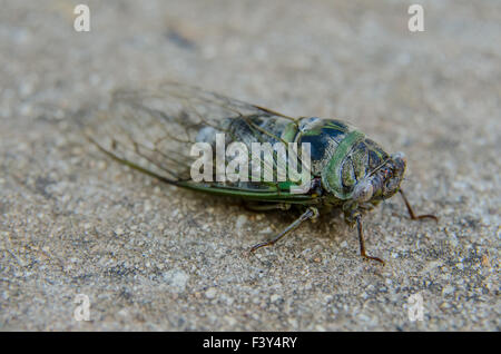 Un blu e verde cicala su un marciapiede Foto Stock
