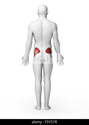 3d reso illustrazione - gluteo medius Foto Stock