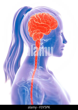 3d reso illustrazione del cervello femmina Foto Stock