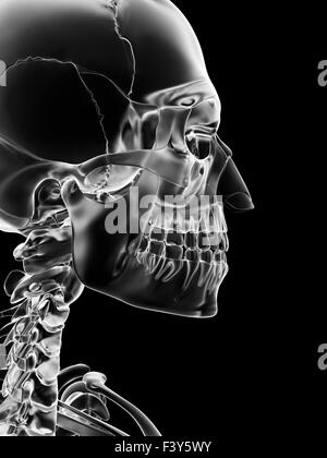 Illustrazione medica del cranio e del collo Foto Stock