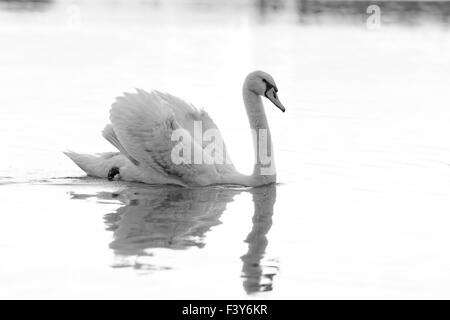 In Swan il bellissimo tramonto sul lago Foto Stock