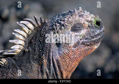 Capo di un mare-iguana, Galapagos Foto Stock