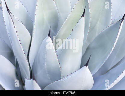 Foglie decorative su Aloe Vera pianta Foto Stock