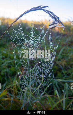 Web di un ragno sul sole su un prato Foto Stock