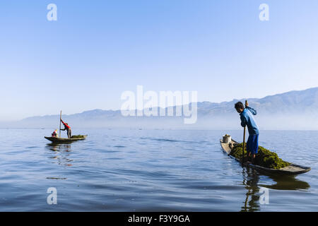 Gli agricoltori la raccolta delle alghe marine sul Lago Inle Foto Stock