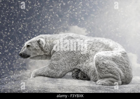 l'orso polare Foto Stock