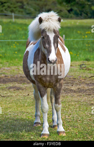 Pony di Islanda Foto Stock