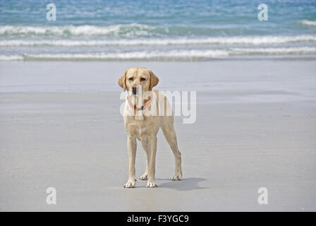 Il Labrador sulla spiaggia Foto Stock