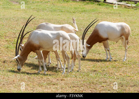 Scimitar cornuto Oryx (Oryx dammah) allo Zoo, Plock Polonia Foto Stock