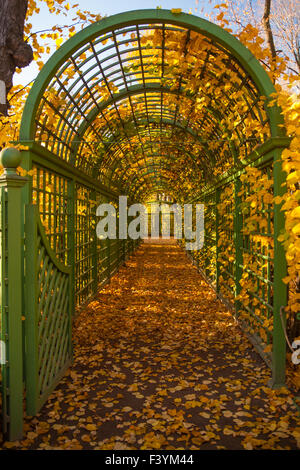 Arco verde nel parco d'autunno. Foto Stock