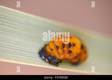 Ladybird larve sul peduncolo verde Foto Stock