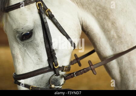 Testa di cavallo con briglia. Close up dell'occhio Foto Stock