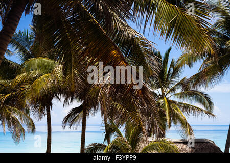 Caraibi Cuba Palm Beach Hut 2 Foto Stock