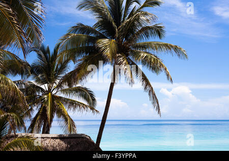 Caraibi Cuba palm beach hut Foto Stock