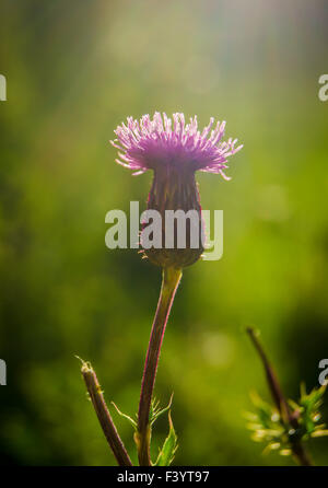 Scottish Thistle al tramonto Foto Stock