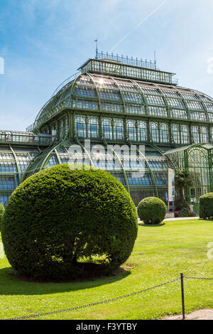 Palm House Palazzo Schoenbrunn, Vienna Foto Stock