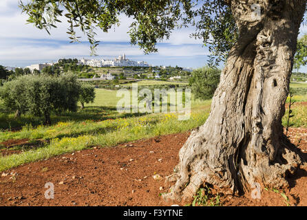 Vecchio olivo davanti Locorotondo, Puglia Foto Stock