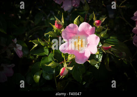 Rosa selvatica Foto Stock