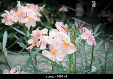 Oleandro fiori Foto Stock