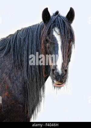 Cavallo con nessun nome Foto Stock