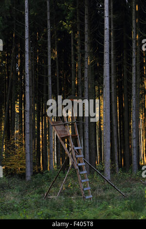 Deerstand nel bosco di abete rosso, Baviera, Germania Foto Stock