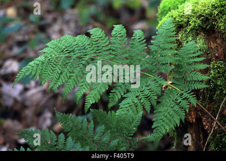 Dryopteris dilatata, ampio felce in legno Foto Stock