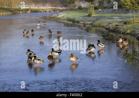 Anatre sul ghiaccio Foto Stock