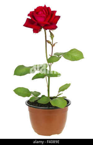 Ena Harkness red rose Foto Stock