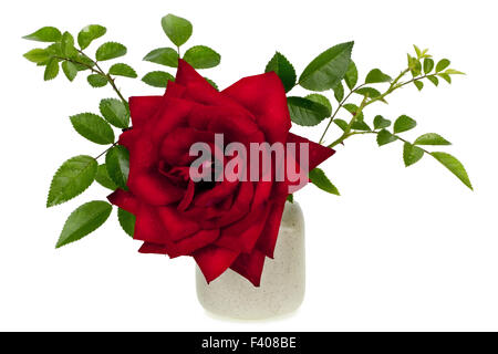 Ena Harkness minimaliste wet red rose Foto Stock