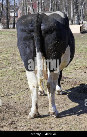 Barbone sporco mucca Foto Stock