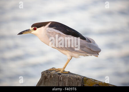 Nero-incoronato Night-Heron (Nycticorax nycticorax) foraggio. Santa Clara County, California, Stati Uniti d'America. Foto Stock