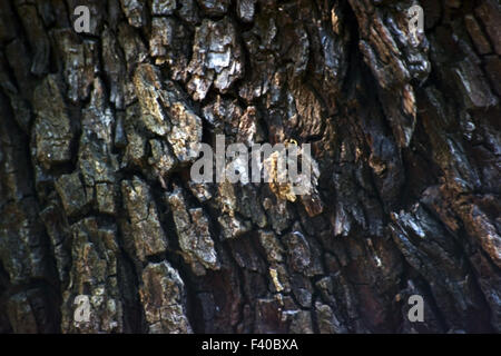 Corteccia di albero sullo sfondo Foto Stock