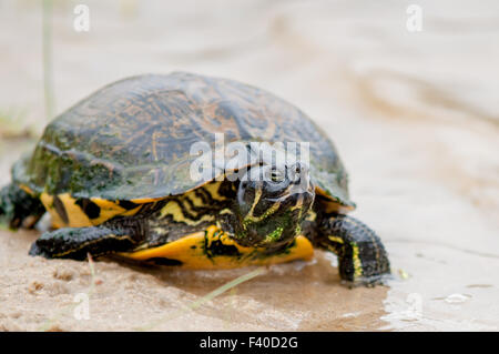 La tartaruga sulla spiaggia rilassante Foto Stock