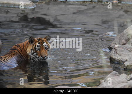 Royal tigre del Bengala il raffreddamento in estate calda di Ranthambhore National Park Foto Stock