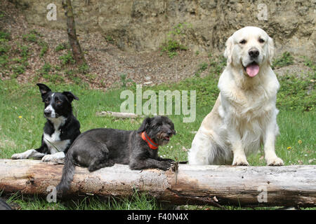 cani diversi Foto Stock