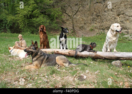 cani diversi Foto Stock