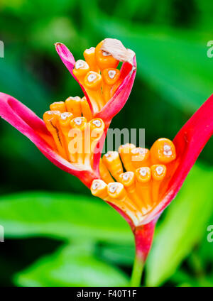 HELICONIA; HELICONIA PSITTACORUM "RUBRA"; Kalapaki Bay; Kauai; Hawai'i; USA Foto Stock