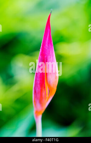 HELICONIA; HELICONIA PSITTACORUM "RUBRA"; Kalapaki Bay; Kauai; Hawai'i; USA Foto Stock