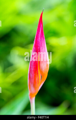 HELICONIA; HELICONIA PSITTACORUM "RUBRA"; Kalapaki Bay; Kauai; Hawai'i; USA Foto Stock