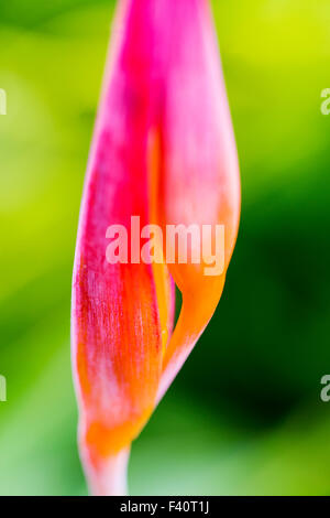 HELICONIA; HELICONIA PSITTACORUM "RUBRA"; Kalapaki Bay; Kauai; Hawai'i; USA Foto Stock