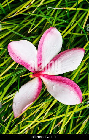 Gocce di pioggia; bandiera Hawaiiana; PLUMERIA acuminati; "Singapore plumeria"; Kalapaki Bay; Kauai; Hawai'i; USA Foto Stock