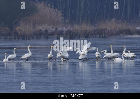 Cigno selvatico Foto Stock