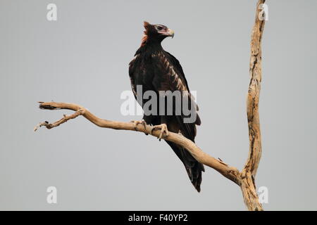 Cuneo-tailed Eagle (Aquila audax) in Australia Foto Stock