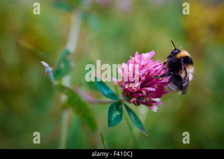 Close up di un Bumble Bee su un fiore con sfondo verde Foto Stock