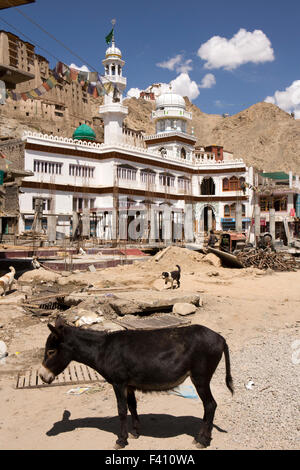 India, Jammu e Kashmir, Ladakh Leh, città vecchia, miglioramenti civici, asino di fronte Jamia Masjid sito in costruzione Foto Stock