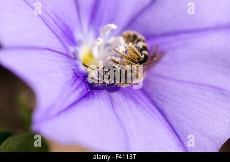 Impollinazione Foto Stock