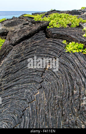 Naupaka, Scaevola sencea, cresce da roccia lavica, Parco Nazionale dei Vulcani delle Hawaii, Big Island, Hawaii, STATI UNITI D'AMERICA Foto Stock