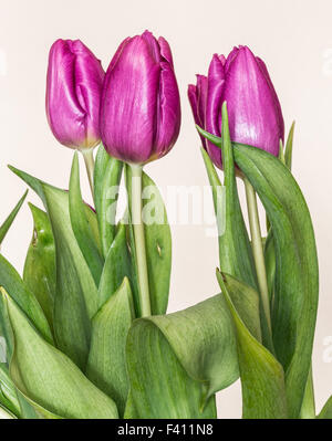 Tulipani rosa Foto Stock